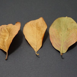アロニアの紅葉した葉のドライフラワー 5枚目の画像