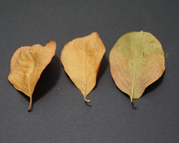 アロニアの紅葉した葉のドライフラワー 5枚目の画像