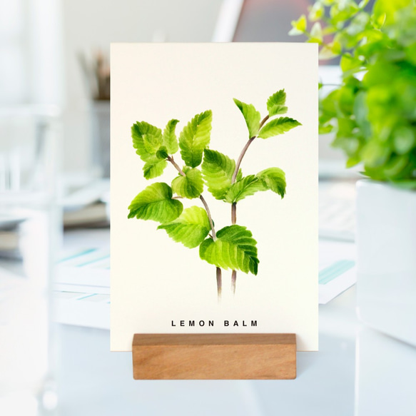 Kitchen Gardern水彩手繪月曆桌曆 植物愛好者的2021聖誕節禮物 第1張的照片