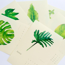 植物的靜默 2022年曆掛曆桌曆 給植物愛好者的治癒新年禮物 s2 第5張的照片