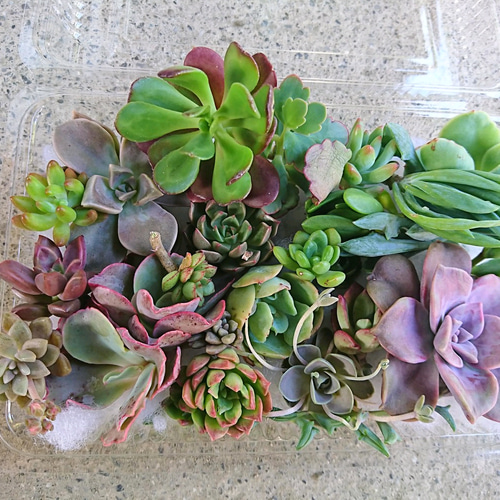 センペルビウム 抜き苗 多肉植物 3種 (多肉植物 センペルビウム センペルビウム 抜き苗 多肉植物 3種 (多肉植物 センペルビウム