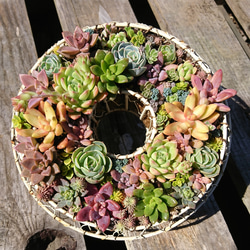 ホワイトデー値下 多肉植物の寄せ植え リース エケベリア セダム