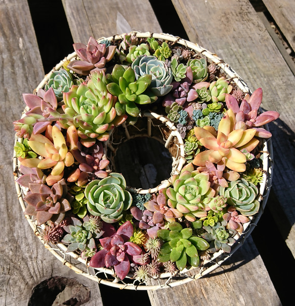 ホワイトデー値下 多肉植物の寄せ植え リース エケベリア セダム