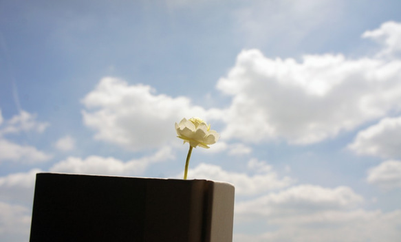 植物標本しおり（花かんざし） 2枚目の画像