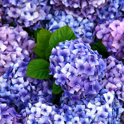 紫陽花　シルバーアクセサリー　リング(ユニセックス)　　ファイブ-エレメント 3枚目の画像