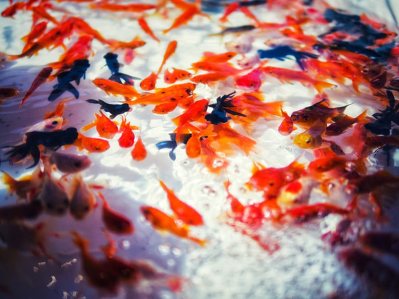 金魚　シルバーアクセサリー　ペンダント　　ファイブ-エレメント 3枚目の画像