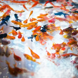 金魚　シルバーアクセサリー　リング(レディース)　ファイブ-エレメント 2枚目の画像