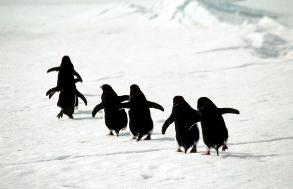 ペンギン　シルバーアクセサリー　ペンダント　　ファイブ-エレメント 3枚目の画像