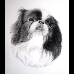 【寵物客製化服務】- 1隻寵物寫實色鉛筆畫 第3張的照片
