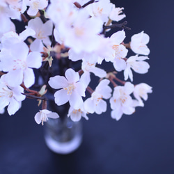 （水換え不要）ソメイヨシノ　しっとりお家でお花見♪　【桜の花瓶挿し】 3枚目の画像