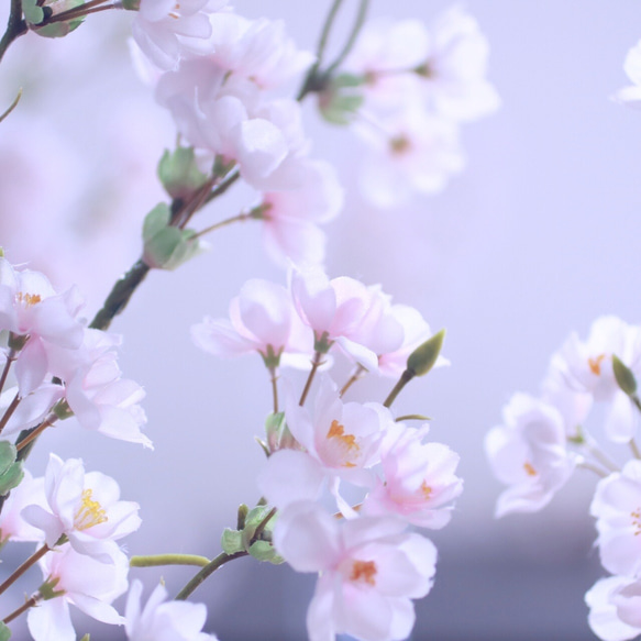 （水換え不要）春爛漫♪八重桜　切り枝インテリア【桜の花瓶挿し】 4枚目の画像