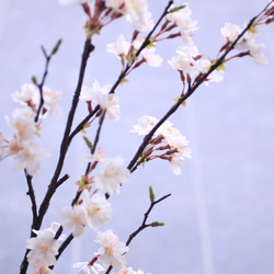（水換え不要）ソメイヨシノ　しっとりお家でお花見♪　【桜の切り枝　二本挿し】 2枚目の画像