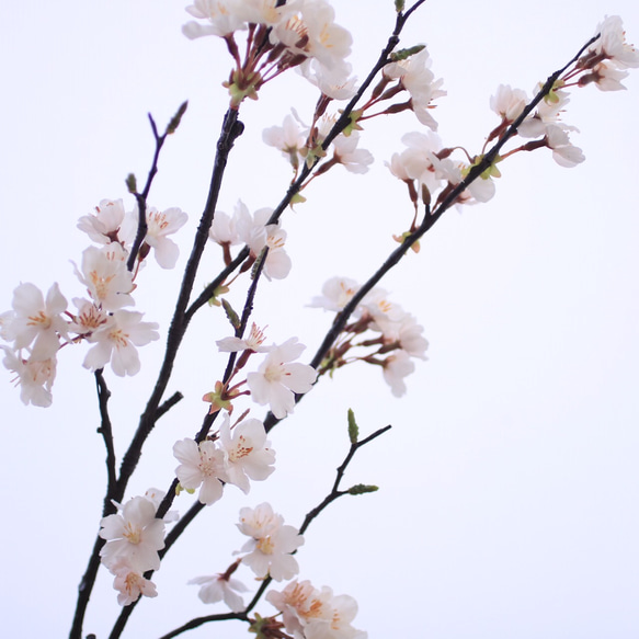 （水換え不要）ソメイヨシノ　しっとりお家でお花見♪　【桜の切り枝　二本挿し】 4枚目の画像