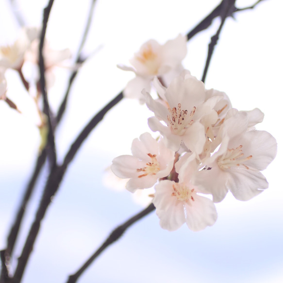 （水換え不要）ソメイヨシノ　しっとりお家でお花見♪　【桜の切り枝　二本挿し】 5枚目の画像