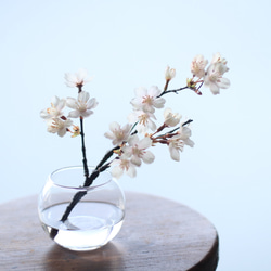 （水換え不要）桜　サクラの小枝瓶挿し 1枚目の画像