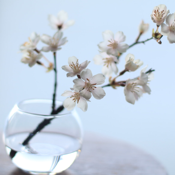 （水換え不要）桜　サクラの小枝瓶挿し 3枚目の画像