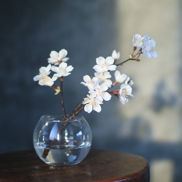 （水換え不要）桜　サクラの小枝瓶挿し 5枚目の画像