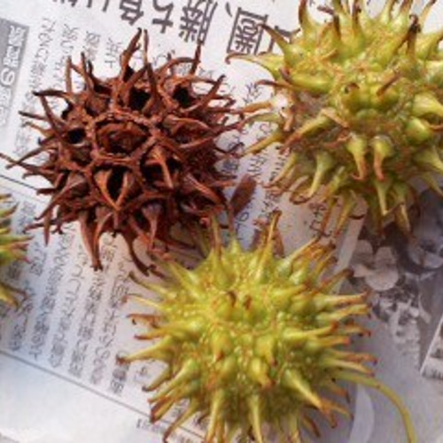 7個 モミジバフウの実＊秋の実＊クリスマスリース ツリー素材＊楓(フウ