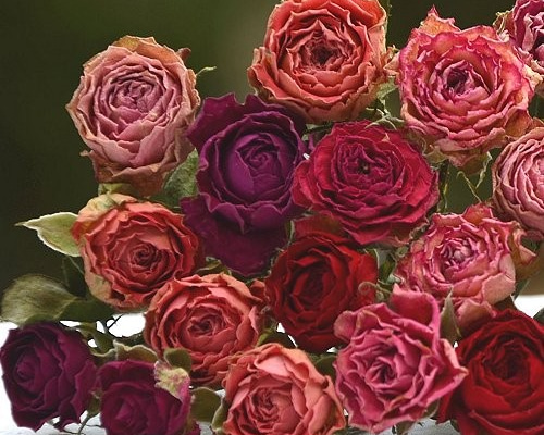 ドライフラワー・スプレーバラ・赤ピンク系ミックス30輪 その他素材