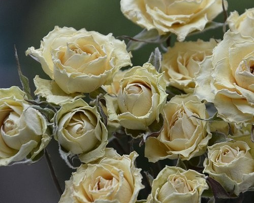 21.10日まで。ドライフラワー花材スプレーバラ・小輪バラ30cm前後100本