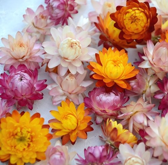 ドライフラワー・カイザイク ミックス 50輪 その他素材 LemonGrass