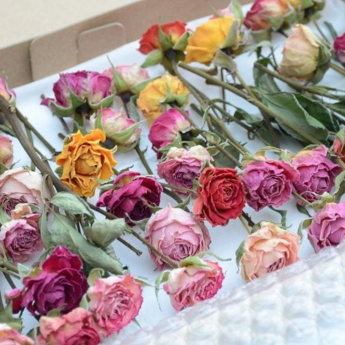 ドライフラワー・スプレーバラ・ミックス40輪 その他素材 LemonGrass