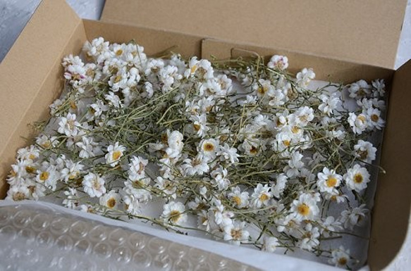 花かんざし150本 小～ミニミニサイズ・ドライフラワー在庫整理品です。 1枚目の画像