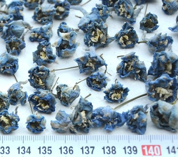 デルフィニウム・ドライフラワー・青～水色ミニ～ミニミニ150輪 2枚目の画像