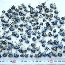 デルフィニウム・ドライフラワー・青～水色ミニ～ミニミニ150輪 3枚目の画像