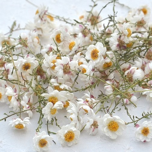 ドライフラワー・花かんざし・ミニ~ミニミニミックス100本 ドライフラワー・花かんざし・ミニ~ミニミニミックス100本