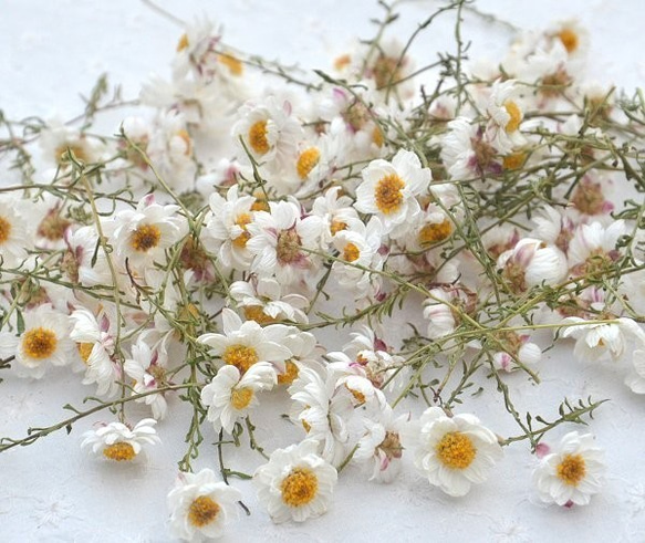ドライフラワー・花かんざし・ミニ～ミニミニミックス100本