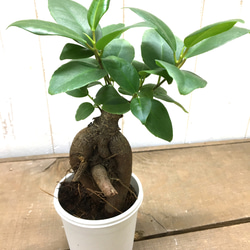 鉢ごと発送　精霊が宿る木　ガジュマル　2.5号 1枚目の画像