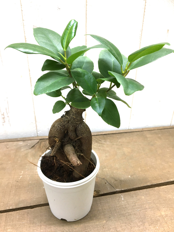 鉢ごと発送　精霊が宿る木　ガジュマル　2.5号 1枚目の画像