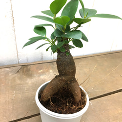 鉢ごと発送　精霊が宿る木　ガジュマル　2.5号 2枚目の画像