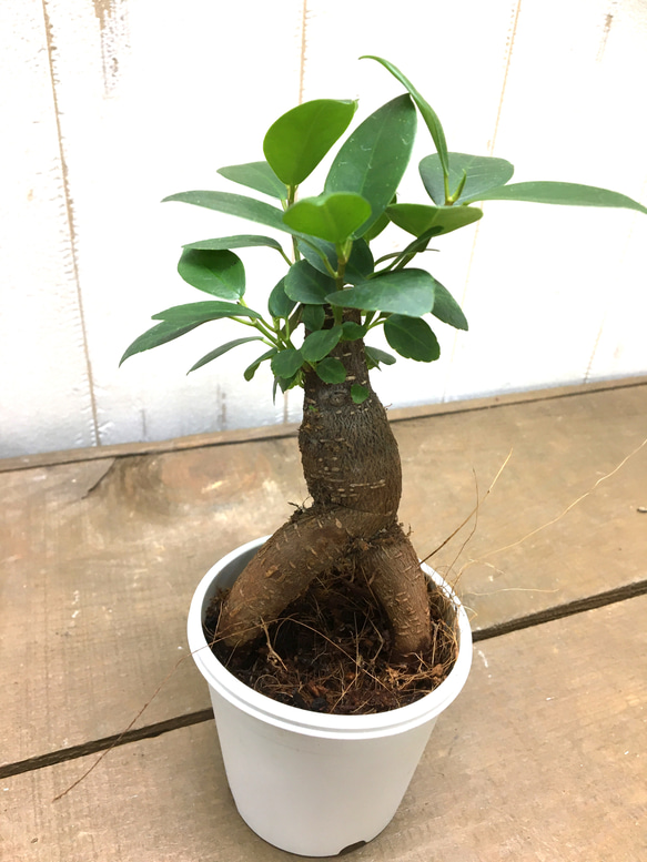 鉢ごと発送　精霊が宿る木　ガジュマル　2.5号 2枚目の画像