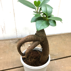 鉢ごと発送　精霊が宿る木　ガジュマル　2.5号 3枚目の画像