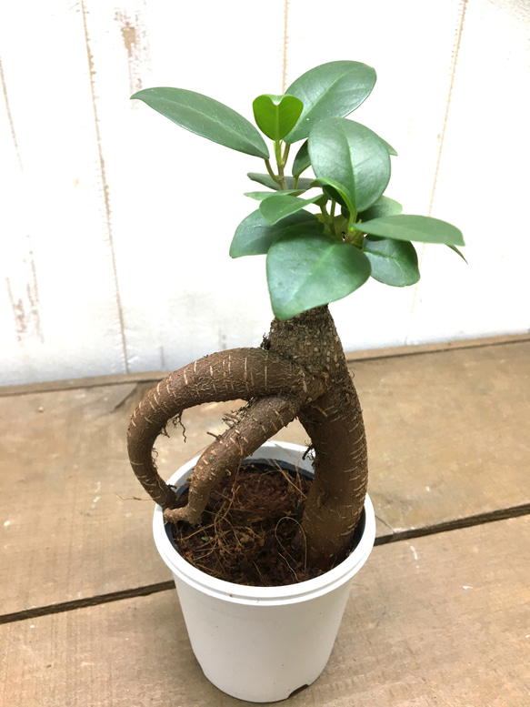 鉢ごと発送　精霊が宿る木　ガジュマル　2.5号 3枚目の画像