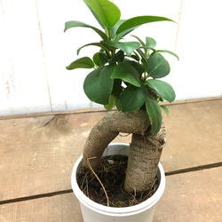 鉢ごと発送　精霊が宿る木　ガジュマル　2.5号 4枚目の画像