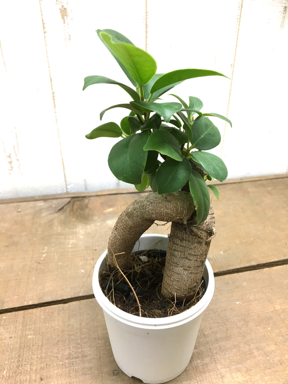 鉢ごと発送　精霊が宿る木　ガジュマル　2.5号 4枚目の画像