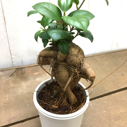 鉢ごと発送　精霊が宿る木　ガジュマル　2.5号 5枚目の画像