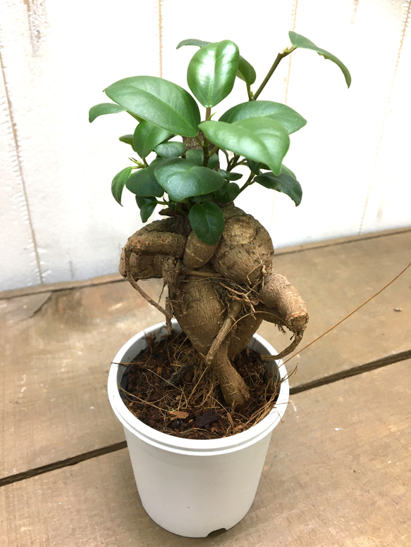 鉢ごと発送　精霊が宿る木　ガジュマル　2.5号 5枚目の画像