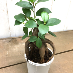 鉢ごと発送　精霊が宿る木　ガジュマル　2.5号 6枚目の画像