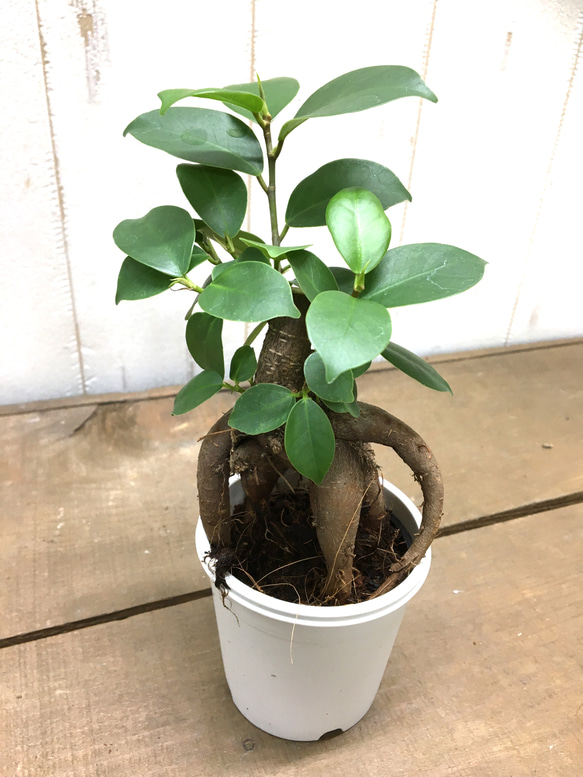 鉢ごと発送　精霊が宿る木　ガジュマル　2.5号 6枚目の画像