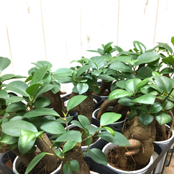 鉢ごと発送　精霊が宿る木　ガジュマル　2.5号 7枚目の画像