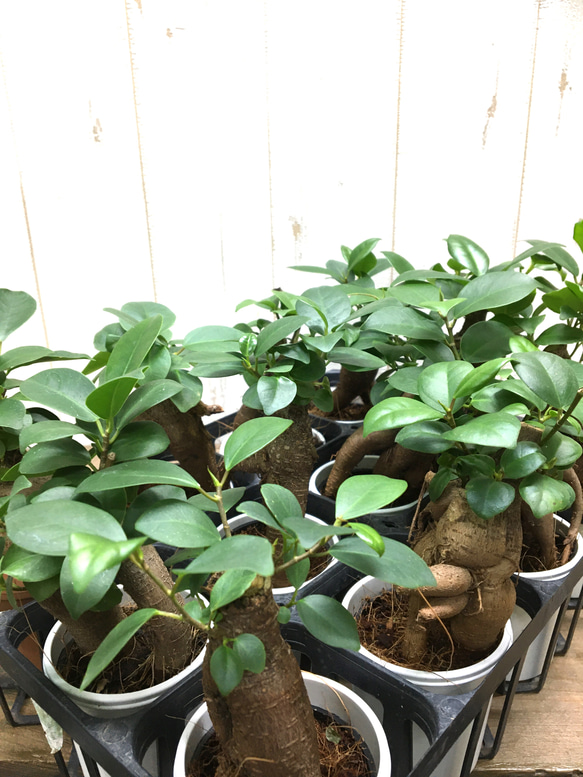 鉢ごと発送　精霊が宿る木　ガジュマル　2.5号 7枚目の画像