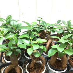 鉢ごと発送　精霊が宿る木　ガジュマル　2.5号 8枚目の画像