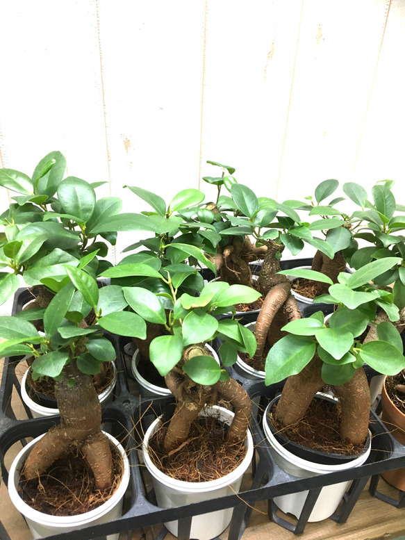 鉢ごと発送　精霊が宿る木　ガジュマル　2.5号 8枚目の画像