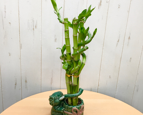 開運竹♪ 幸運竹♪ ミリオンバンブー 龍旋タイプ 象陶器鉢 その他