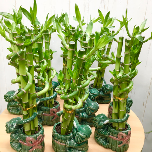 開運竹♪ 幸運竹♪ ミリオンバンブー 龍旋タイプ 象陶器鉢 その他