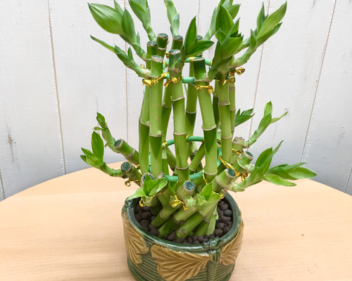 バンブー竹 0_6cbe4e90ebd5959b3b6a687abb84